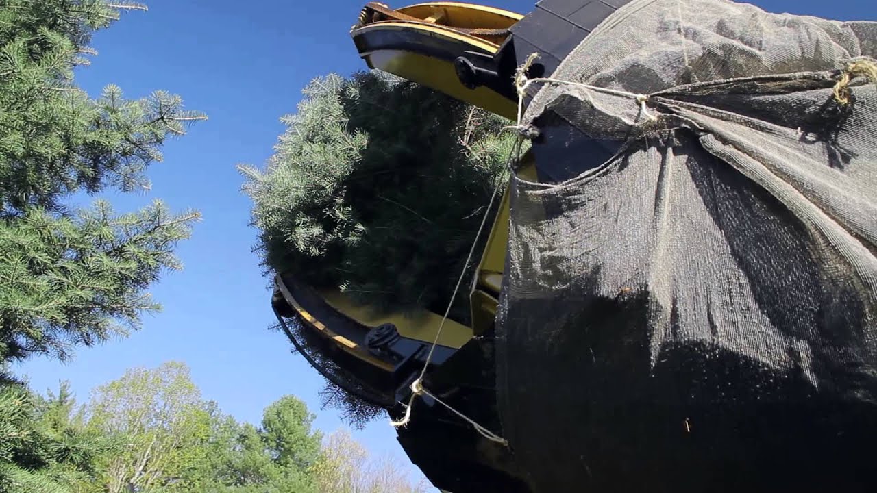 Acorn- Our Tree Moving